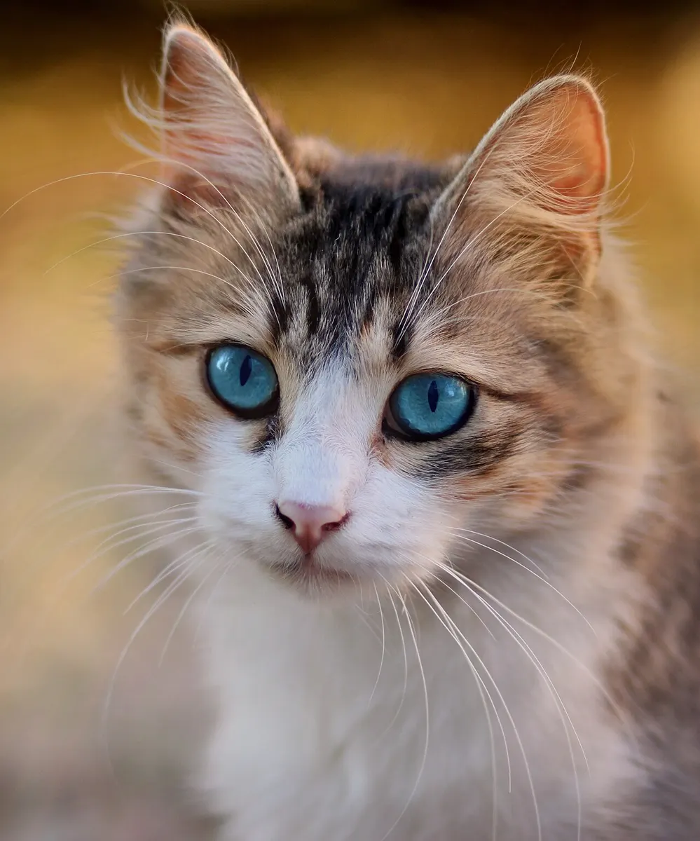 Chat domestique au repos