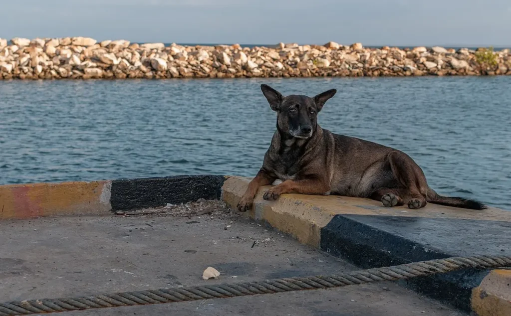 Chien assis à l'extérieur